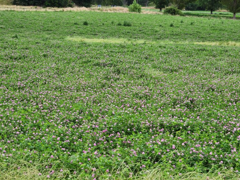 Rye Red Clover Silage